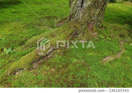 一棵樹的根與青苔的 136185543