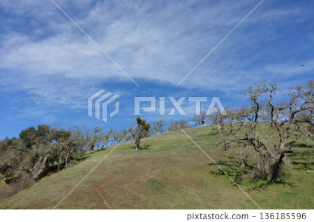Streaky clouds and trees in the blue sky Streaky clouds and trees in the blue sky 136185596