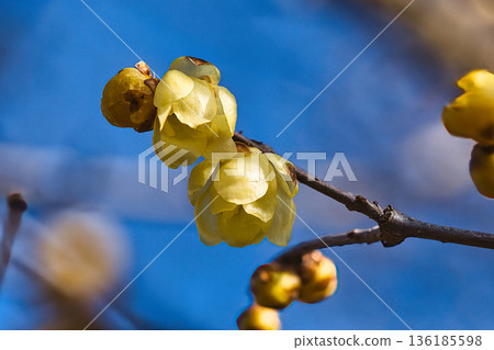 紅寶石花告訴春天 紅寶石花告訴春天 136185598