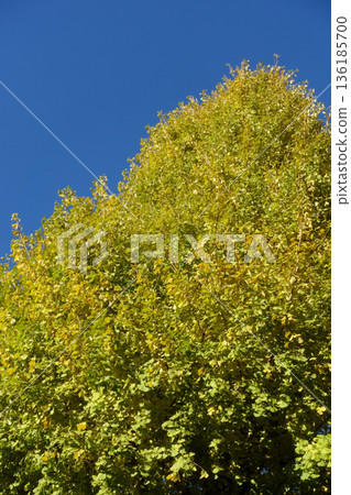 Ginkgo trees stretching into the blue sky Ginkgo trees stretching into the blue sky 136185700