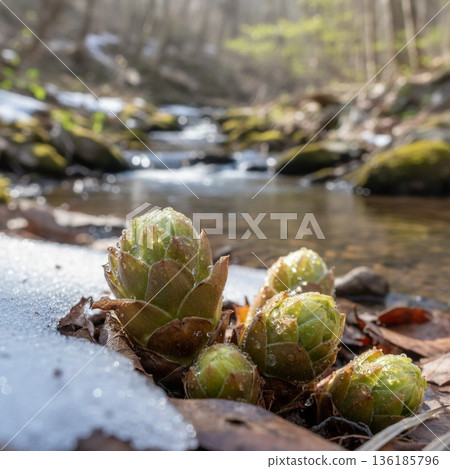 Stream spring 136185796