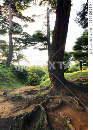 春日山城遺址的古樹 春日山城遺址的古樹 136186119