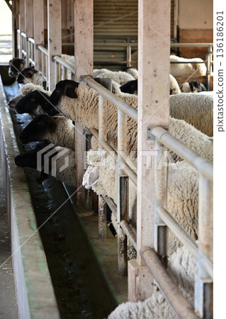 很多牲畜羊 136186201