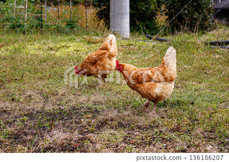 Two brown chickens roaming free in a farmer's yard Two brown chickens roaming free in a farmer's yard 136186207