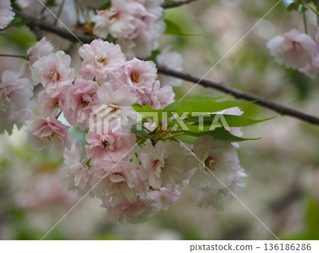 春天的花朵,櫻花,無花果 春天的花朵,櫻花,無花果 136186286
