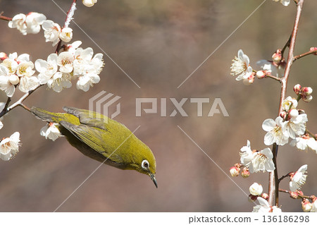 白眼鳥盤旋在梅花周圍 136186298
