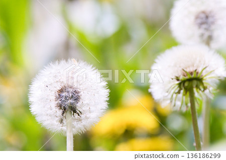 Fluffy dandelion fluff 136186299
