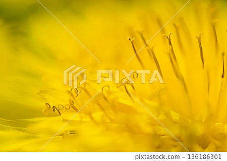 黃色的蒲公英花 136186301