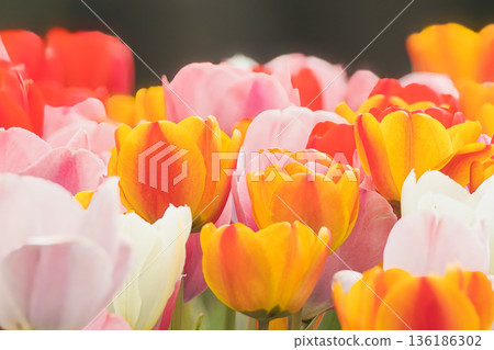 多彩鬱金香 多彩鬱金香 136186302