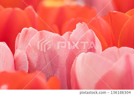 Pink tulip 136186304