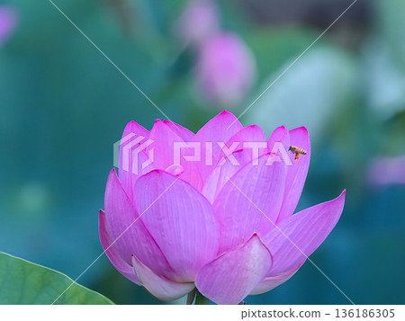 蓮花已經開始綻放 蓮花已經開始綻放 136186305