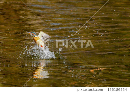 A kingfisher who jumped out of the water A kingfisher who jumped out of the water 136186334