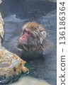 Snow Monkeys ~ Jigokudani Monkey Park ~ (Yamanouchi Town, Nagano Prefecture) 136186364
