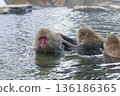 Snow Monkeys ~ Jigokudani Monkey Park ~ (Yamanouchi Town, Nagano Prefecture) 136186365