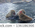 Snow Monkeys ~ Jigokudani Monkey Park ~ (Yamanouchi Town, Nagano Prefecture) 136186366