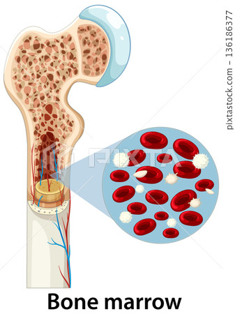 Human Bone Marrow Structure and Blood Cell Formation Illustration 136186377