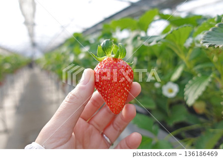 一位女士左手拿著一顆草莓，正在採摘溫室裡種植的草莓。 136186469