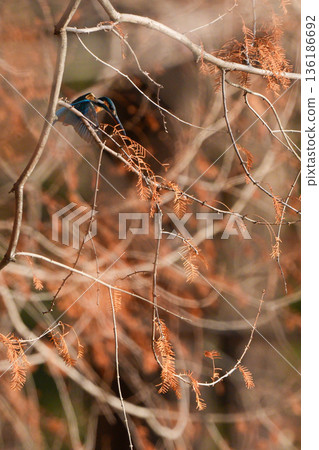 A kingfisher hovering in search of prey 136186692