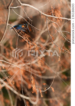 A kingfisher hovering in search of prey A kingfisher hovering in search of prey 136186693