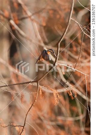 A kingfisher hovering in search of prey A kingfisher hovering in search of prey 136186707