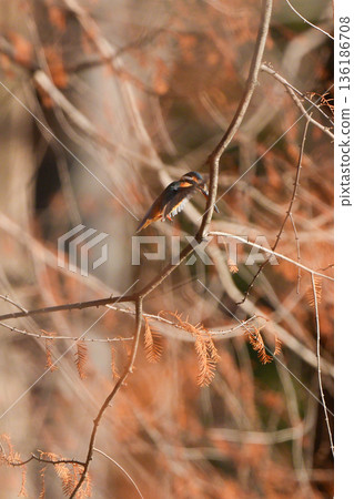 A kingfisher hovering in search of prey 136186708