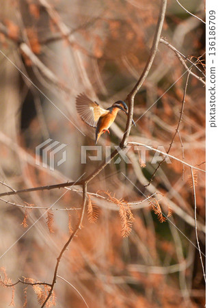 A kingfisher hovering in search of prey A kingfisher hovering in search of prey 136186709