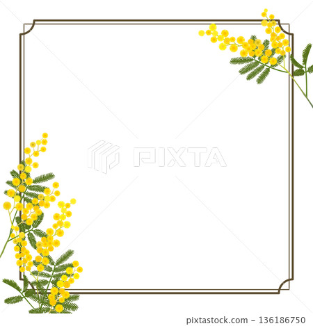 Mimosa frame (square, transparent background) Mimosa frame (square, transparent background) 136186750