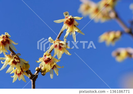 Japanese allspice (Japanese allspice) 136186771