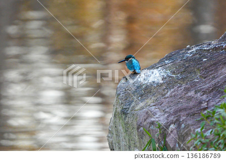Find the prey Kingfisher 136186789