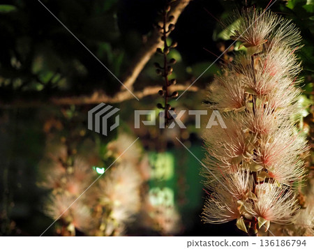 A close-up of a fantastic cluster of barringtonia flowers blooming at night in Okinawa A close-up of a fantastic cluster of barringtonia flowers blooming at night in Okinawa 136186794
