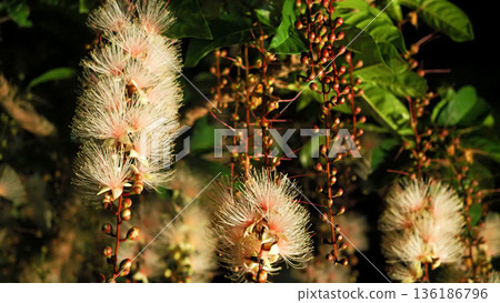 A close-up of a fantastic cluster of barringtonia flowers blooming at night in Okinawa A close-up of a fantastic cluster of barringtonia flowers blooming at night in Okinawa 136186796