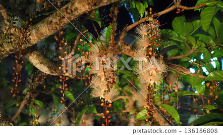 A close-up of a fantastic cluster of barringtonia flowers blooming at night in Okinawa A close-up of a fantastic cluster of barringtonia flowers blooming at night in Okinawa 136186808