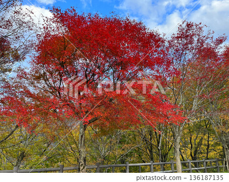 秋葉被染成鮮豔的紅色 秋葉被染成鮮豔的紅色 136187135