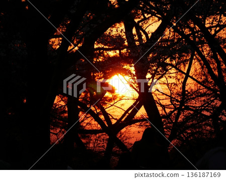 橙色的夕陽透過樹梢的縫隙,映照出枝椏的輪廓。 橙色的夕陽透過樹梢的縫隙,映照出枝椏的輪廓。 136187169