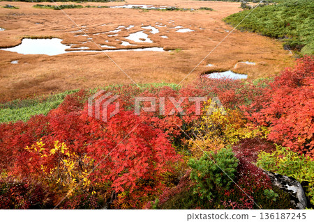 從空中俯瞰秋葉和池塘 從空中俯瞰秋葉和池塘 136187245