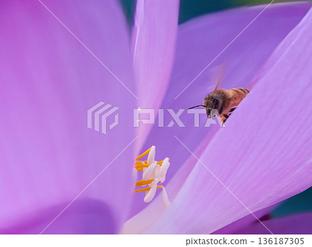 蜜蜂棲息在蓮花上 136187305