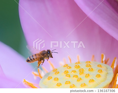 Bees that came to the lotus flower Bees that came to the lotus flower 136187306
