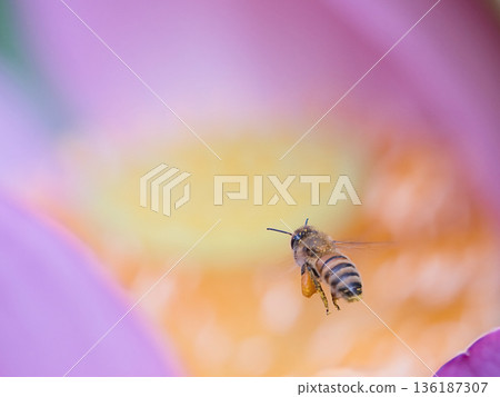 蜜蜂飛向蓮花 136187307