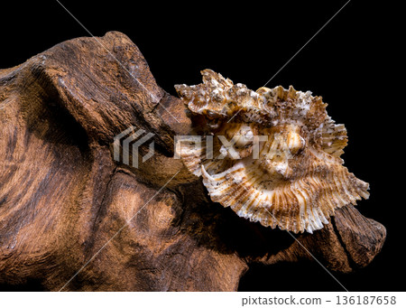 Ornate Foliated Thorn Purpura Murex Shell On Natural Old Driftwood Ornate Foliated Thorn Purpura Murex Shell On Natural Old Driftwood 136187658