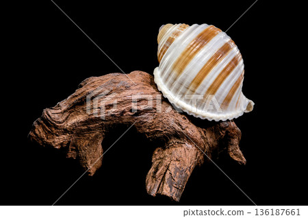Banded Tun Shell Specimen On Weathered Driftwood Surface 136187661