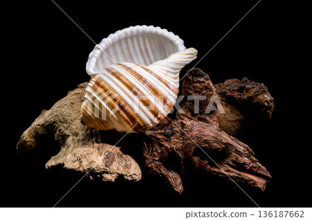 Banded Tun Shell Specimen On Weathered Driftwood Surface 136187662