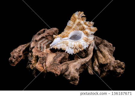 Ornate Foliated Thorn Purpura Murex Shell On Natural Old Driftwood Ornate Foliated Thorn Purpura Murex Shell On Natural Old Driftwood 136187671