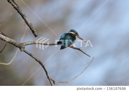 Kingfisher Kingfisher 136187686