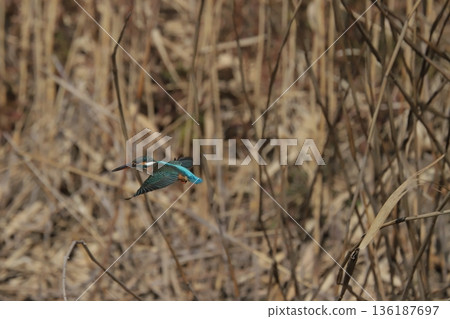 Kingfisher 136187697