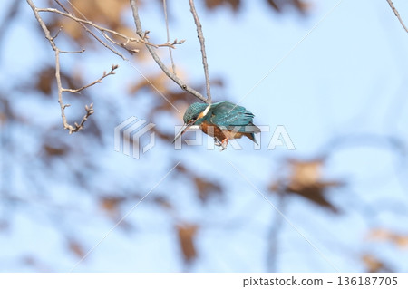 Kingfisher 136187705