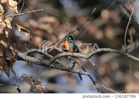 Kingfisher 136187706