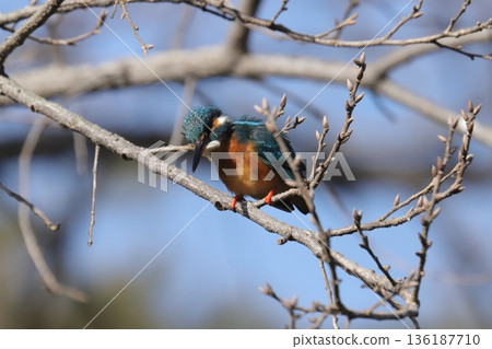 Kingfisher 136187710