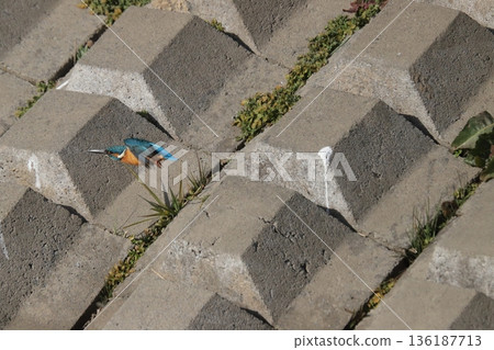 Kingfisher 136187713