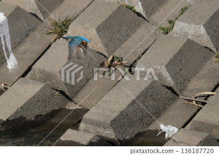 Kingfisher Kingfisher 136187720