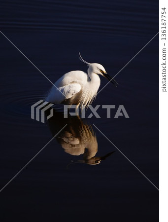 一隻白鷺鷥靜靜地佇立在冬日的沼澤中 一隻白鷺鷥靜靜地佇立在冬日的沼澤中 136187754